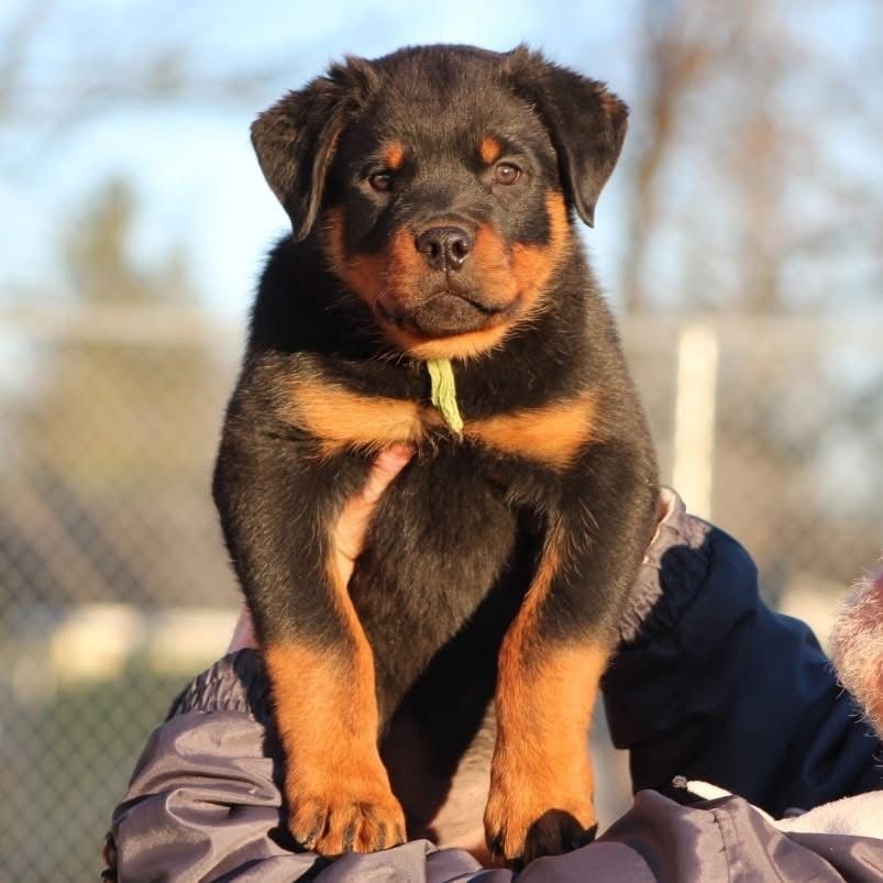 Person holding a Rottweiler puppy against a blurred outdoor background on a sunny day.