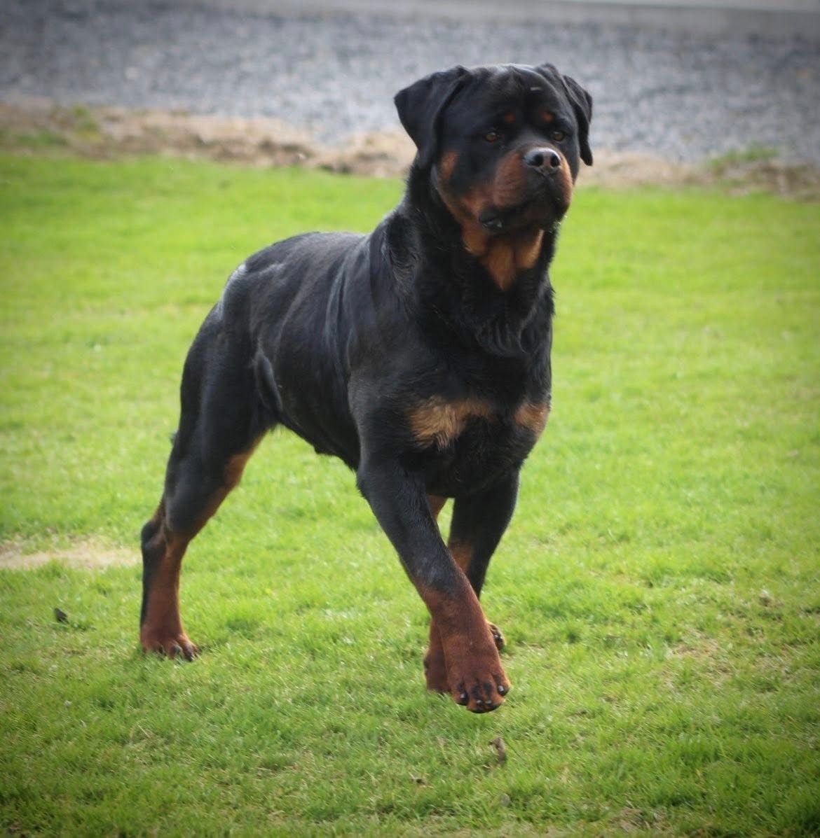 Chiots Rottweilers disponibles à l’adoption — élevage éthique au Québec