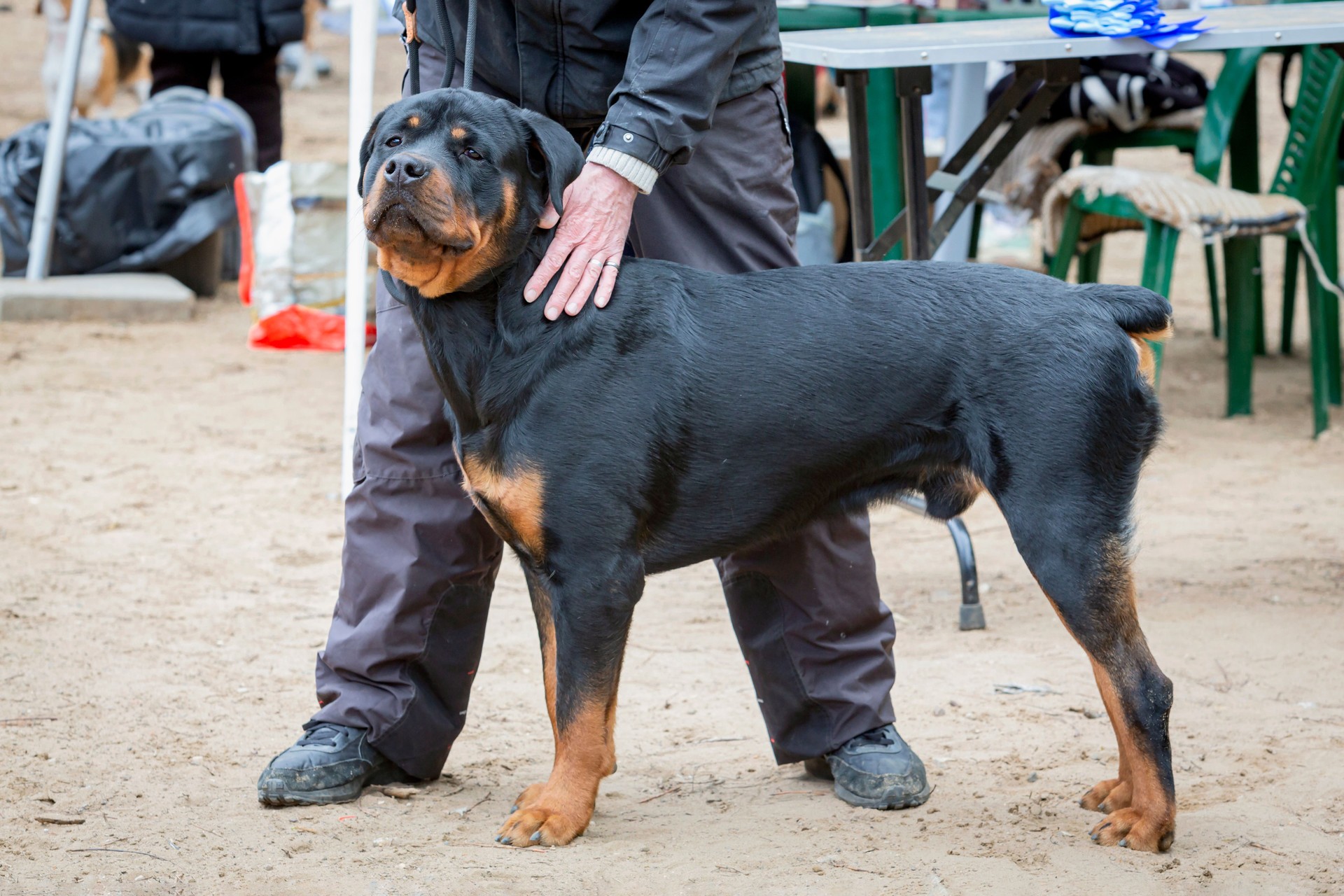 Handler shows a dog breed Rottweiler a dog show. Rottweiler dog posing at a dog show