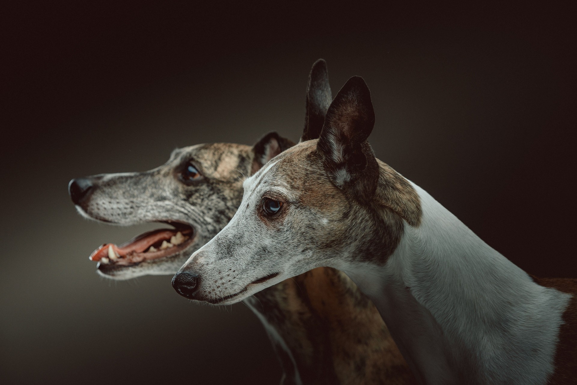 Deux whippets