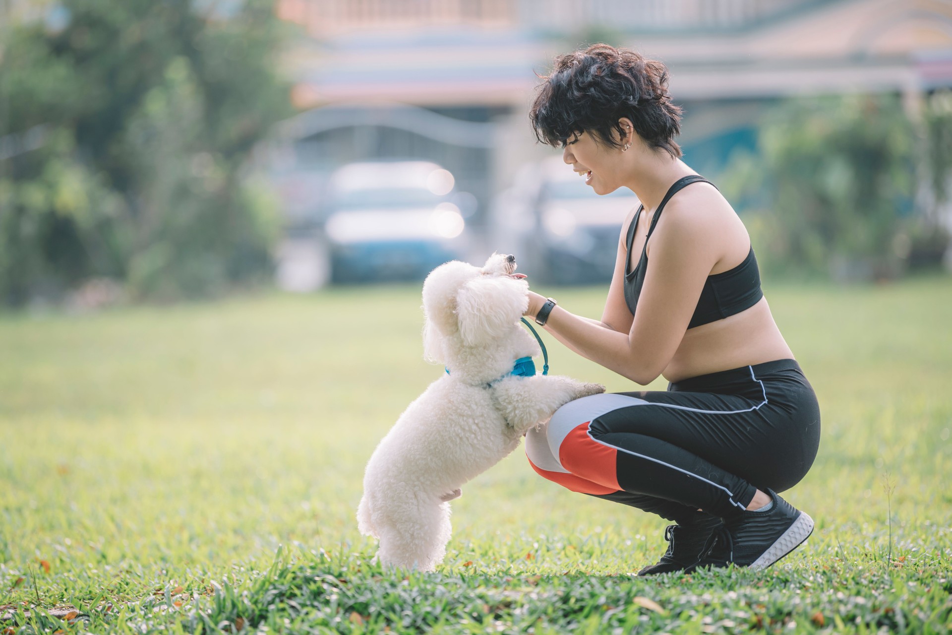 une fille chinoise asiatique d'adolescent formant son caniche de jouet d'animal familier le matin au stationnement public