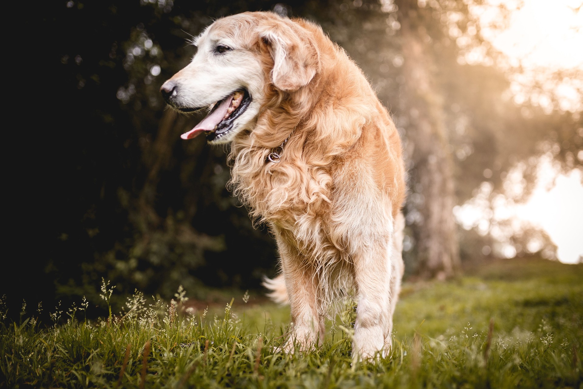 Portrait de chien nature