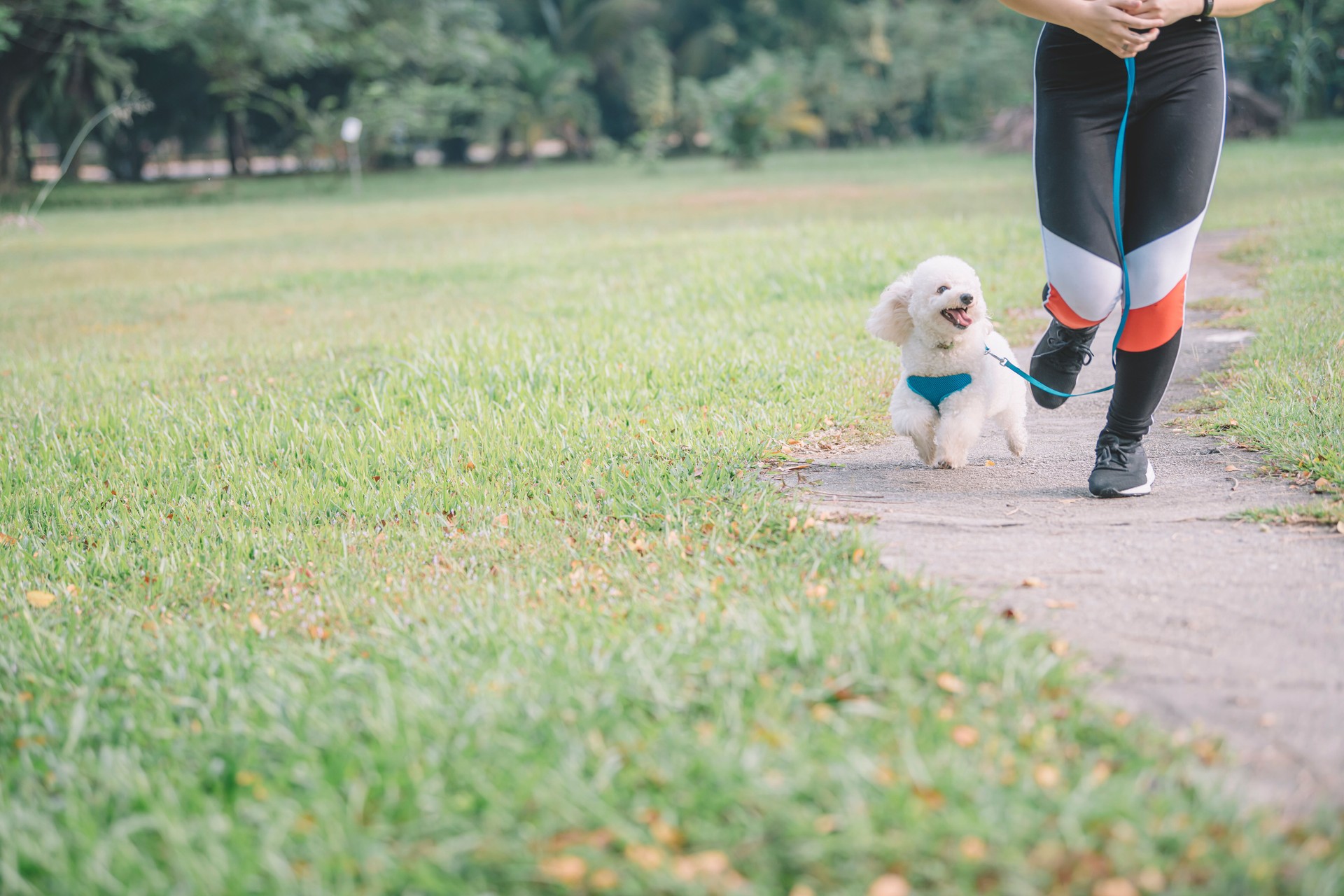 une fille chinoise asiatique d'adolescent formant son caniche de jouet d'animal familier le matin au courant et de jogging de parc public