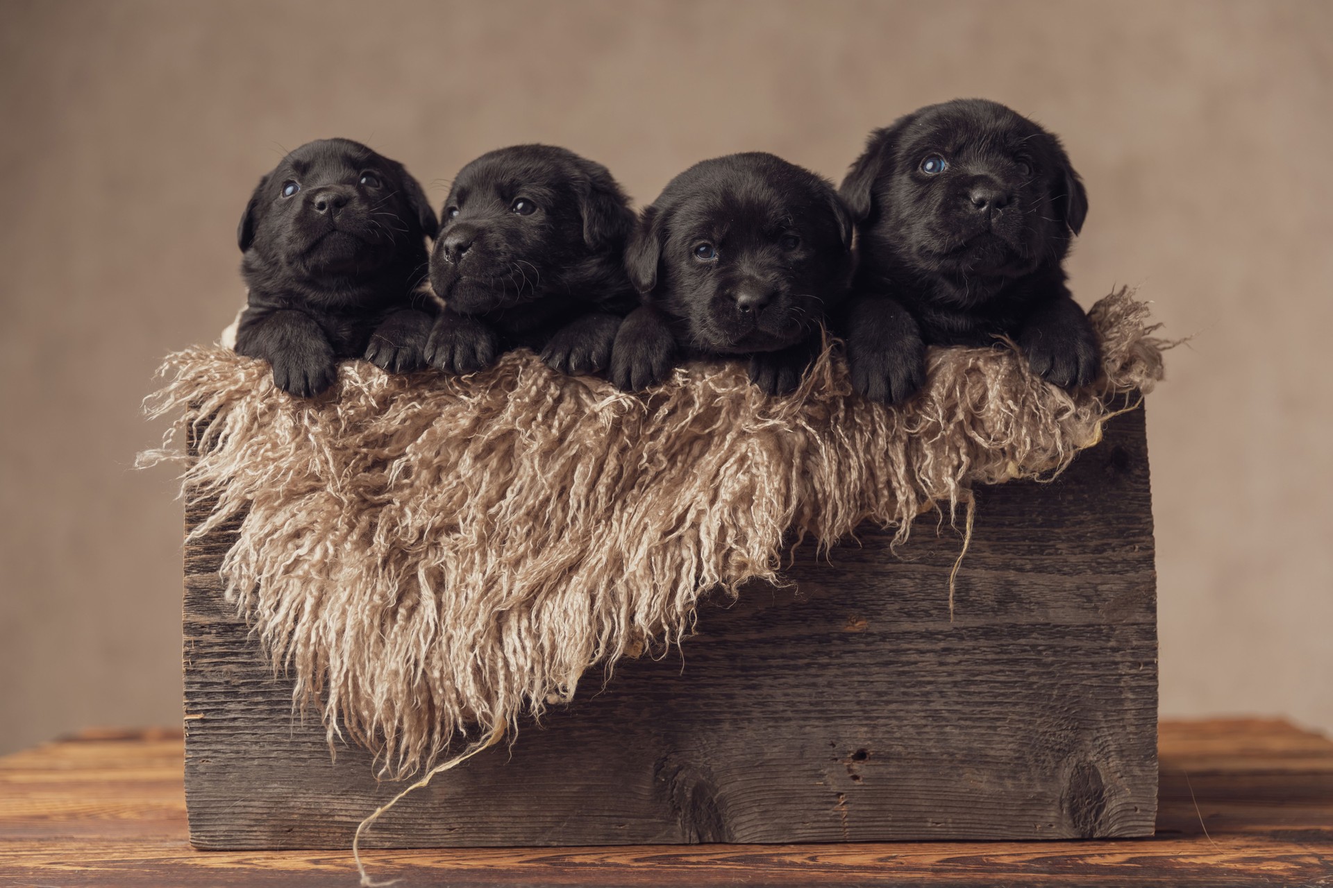 furry vintage wooden box filled with group of four little labrador retriever puppies