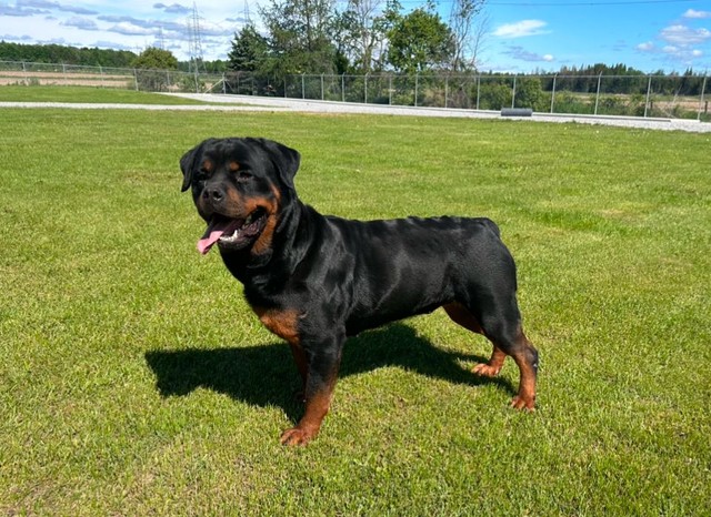 Find Your Perfect Rottweiler Puppy in Canada Today