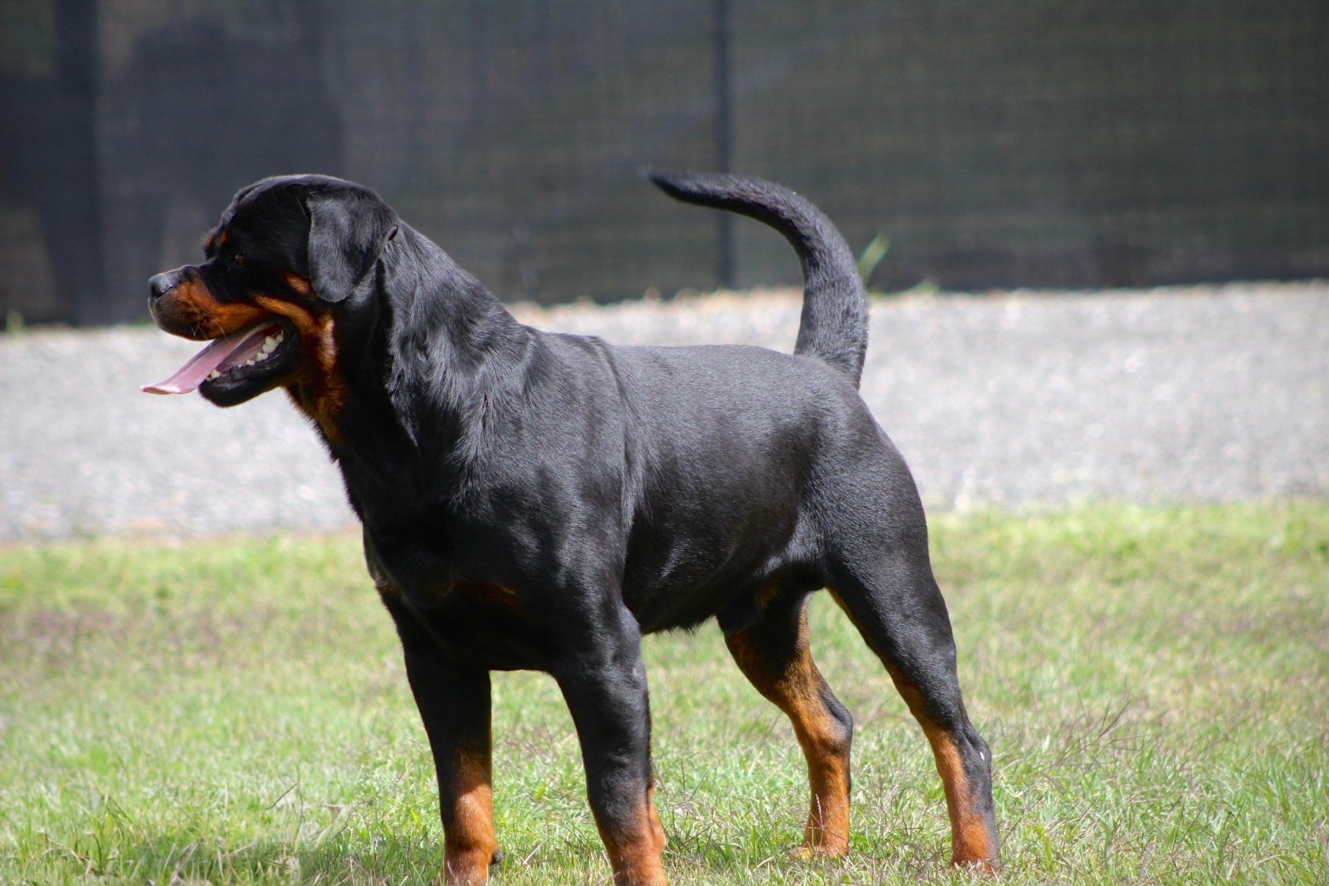 Block Rottweiler Our Males - Rottweiler Der Festung