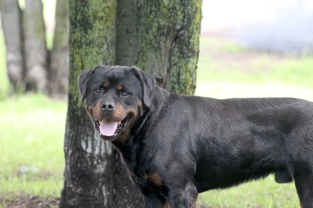 Purebred Rottweiler Breeder in Canada: Der Festung's Finest