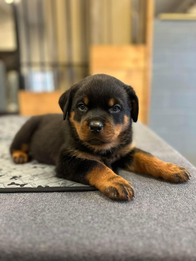 Top Rottweilers for Sale in Brownsburg-Chatham, QC